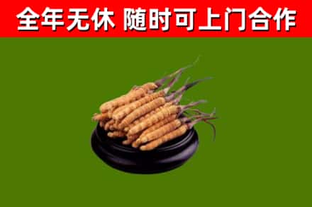 山东省回收冬虫夏草